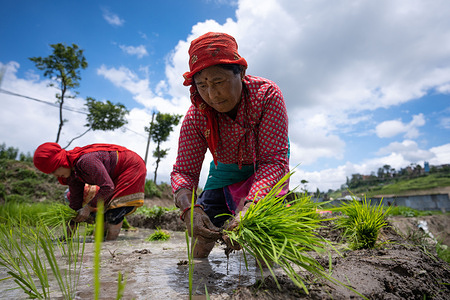 Nepalese farmers plant rice seedlings at a paddy field during the National Paddy Day at Khokana. Farmers celebrate the National Paddy Day Festival on 'Asar 15' of the Nepali calendar as the annual rice planting season begins and people celebrate the festival by planting paddy, playing in the mud, singing traditional songs and eating yogurt.