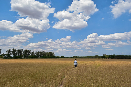 A man seen walking in a wheat field on the outskirts of the district of Patiala in Punjab, India.
Punjab, a state bordering Pakistan, is the heart of India’s Sikh community. The state is bordered by the Indian states of Jammu and Kashmir to the north, Himachal Pradesh to the east, Haryana to the south and southeast, Rajasthan to the southwest, and the Pakistani province of Punjab to the west. Punjab is primarily agriculture-based due to the presence of abundant water sources and fertile soils. The population of Punjab was estimated to be 30,452,879 (30.4 million) in 2018.