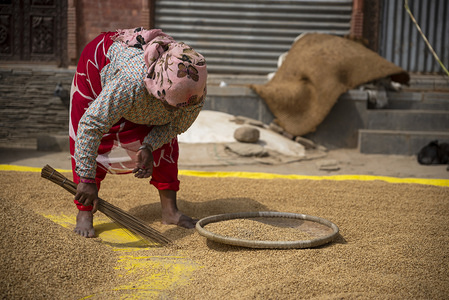 A woman cleans rice to dry under the sun.
Nepal is an agricultural country having 66 percent people directly engaged in farming. Farming is subsistence in nature and crop is mostly integrated with livestock. Nepal is richly endowed with agro-biodiversity. Rice, maize, millet, wheat, barley and buckwheat are the major staple food crops.