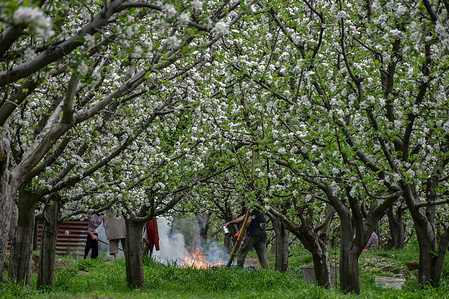 Kashmiri men burn wood to make charcoal at a blooming pear orchard during a spring season on the outskirts of Srinagar, the summer capital of Jammu and Kashmir.