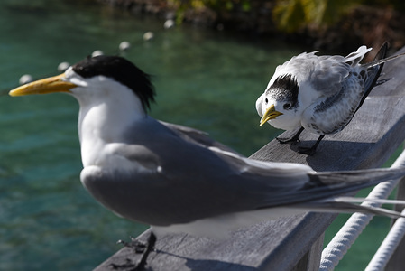 Royal terns on a bridge railing in Moorea Island.
The royal tern (Thalasseus maximus) is a large tern with pointed wings and forked tail. It has a red-orange bill and a black crested head during the breeding season, but in the winter it becomes patchy. Royal terns eat small fish, shrimp and crustaceans.