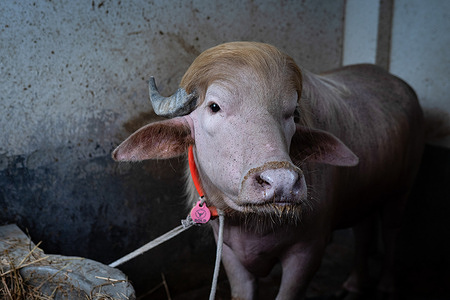 A buffalo with hairstyle resembling the U.S. President Donald Trump at a cattle market ahead of Eid al-Adha. The animal drew attention from visitors and traders for its distinctive blond hair, which locals say resembles the hairstyle of the current U.S. president.