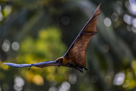 A flying fox, also known as the greater Indian fruit bat seen at Ramna Park.