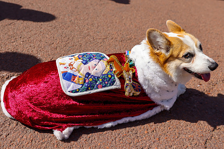 A Corgi wearing a gown with a photograph of the Late Queen outside Buckingham Palace in London for a special Corgi Parade, travelling from Green Park to the Albert Memorial, in memory of Queen Elizabeth II, who died on 8 September 2022. This year's Corgi Parade marks the late Queen's100th birthday.