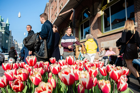 Tulips are seen growing at the centre of the city during a sunny day.
After the gloom and grey skies, the sun showed up with temperatures around 17-20 degrees. In Amsterdam, thousands of tourists enjoyed the spring weather around the centre of the Dutch city.