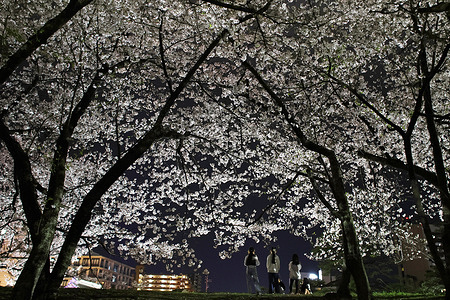 People seen enjoying nighttime cherry blossom viewing “yozakura” under illuminated cherry trees in full bloom at Shinjuku Central Park in Shinjuku Ward as they drink, eat and take commemorative photos during the spring season.