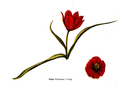 Circa 1935. Tukipa Wilsoniana J Hoog - an illustration from the book "Species of flowers bulbes of the Soviet Union"