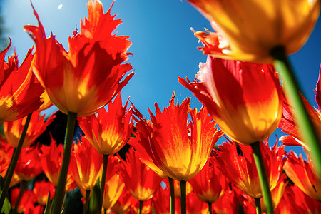A view from below of very exotic tulips. Keukenhof, the Garden of Europe, is one of the world's largest flower gardens and is situated in Lisse, the Netherlands. As tulips bloom in vibrant hues, tourists flock to capture the perfect shot.