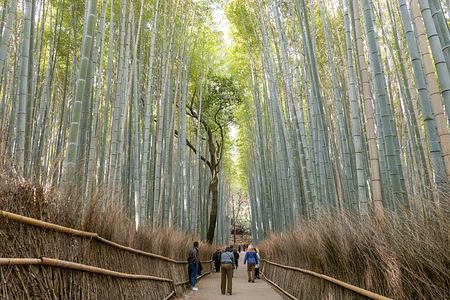 People walk along a path through the Arashiyama Bamboo Grove, a popular scenic area known for its towering bamboo and tranquil walking routes. The Arashiyama Bamboo Grove in Kyoto is a scenic pathway lined with towering bamboo stalks that create a quiet, otherworldly atmosphere as they sway in the wind. It’s one of the city’s most photographed spots, drawing visitors for its natural beauty and distinctive soundscape.