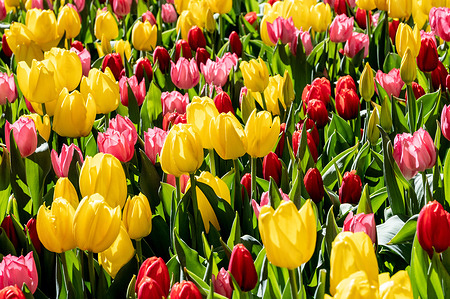 Tulips outside an office building at 1251 Avenue of the Americas in New York City.