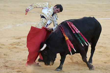 Spanish matador Emilio de Justo performs with a Salvador Domecq ranch fighting bull at the La Chata bullring during a bullfight Festival in Soria.