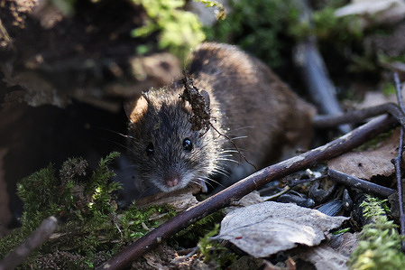 A small field mouse (Apodemus agrarius) sits on the ground among dry leaves and green moss in a city park in St. Petersburg. A field mouse (Apodemus agrarius) is seen in a city park in St. Petersburg. Small rodents like the field mouse are active in the city's green zones during the spring season, foraging for food among the forest floor, moss, and tree roots.