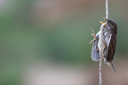 A house sparrow (Passer domesticus) is seen lifeless after attempting to eat a rope. The ingestion of plastic rope materials causes deaths of millions of birds each year, according to Spanish Ornithological Society "SEO/Birdlife", an environmental non-governmental organization "NGO" dedicated to study, conserve, and disseminate birds and nature.