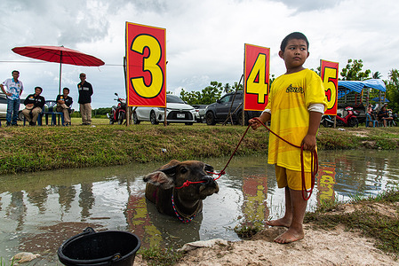 A boy stands next to his buffalo during the Buffalo Racing festival in Chonburi. The Buffalo Racing Festival held among rice farmers in Chonburi city marks the beginning of a new rice growing period at the start of the rainy season in Thailand.
