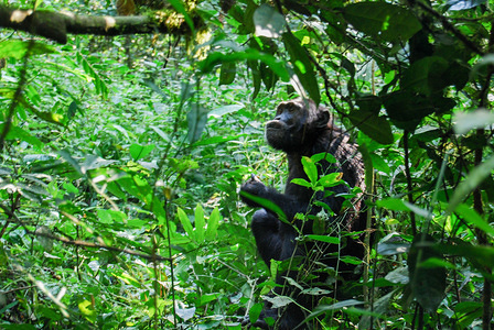 A chimpanzee seen in Kibale National Park.
The national parks in Uganda is being managed by the Uganda wildlife authority which also regulate wildlife conservation in Uganda.