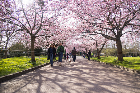 People with a dog under the Japanese cherry trees bloom at Bispebjerg Cemetery in Copenhagen. The Cherry Blossom Avenue was established in 1992.
The avenue consists of 43 trees and is approximately 80 meters long.
It is expected that up to 150,000 visitors will visit the Cherry Blossom Avenue during the days when the avenue is in bloom.