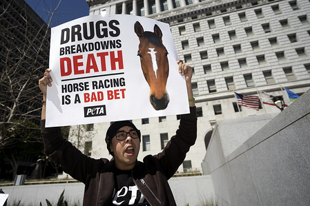 A demonstrator seen shouting slogans while holding a placard that says drugs breakdown death, horse racing is a bad bet during the protest.
Animal right activists held a PETA protest against the death of 22 horses at the Santa Anita Racetrack. The protesters holding placards also called on the Los Angeles District Attorney to open a criminal investigation and suspend racing while investigating the cause of the death.