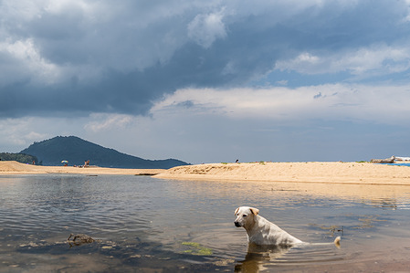 A dog cools off next to the beach.