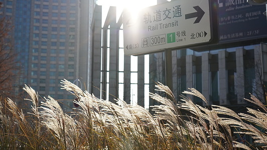 Ears of wheat seen along an avenue in Suzhou with a Rail Transit sign.
