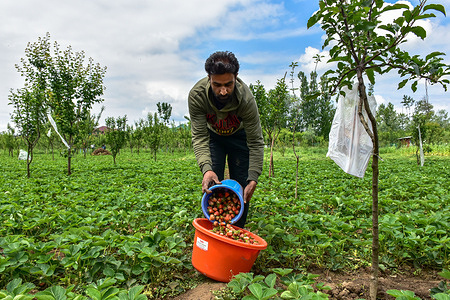 A Kashmiri farmer seen filling a basket with freshly harvested strawberries . After the six months of harsh winter in Kashmir, strawberries are harvested first among fruits. Kashmir produces approximately 2,000 to 2,500 metric tonnes of strawberries annually. As of May 2026, the region is enhancing logistics with large-scale rail transport, expecting to ship around 120 tonnes of early-season produce to national markets.