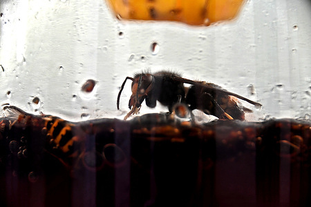 An Asian hornet is caught in a trap.