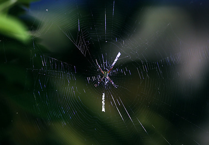 A spider weaves a web in Nakhon Sawan province.