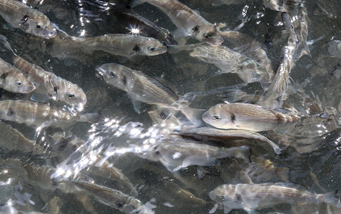 Fish in a collection pond for fish farming.
The fish farming project is under threat due to the closure of the Israeli crossings and the ban on exports from the Gaza strip to the west bank and Israel. This comes after weeks of declared cessation of the fighting that took place between Israel and Hamas under international auspices.
Israel continues to close the crossings to export movement from the Gaza strip to the world and the west bank. It led to the death of a large number of fish in one of the fish farms in Gaza.