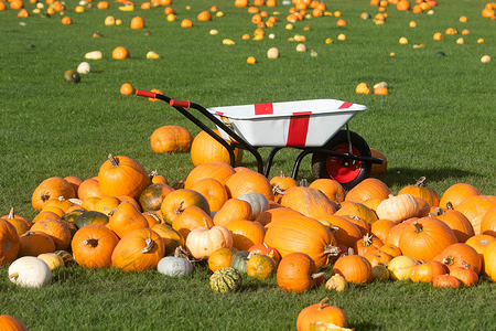 A Wheel barrow next to a pile of pumpkins which were cultivated in different parts of the United Kingdom displayed in a pumpkin patch in Wimbledon Park ahead of Halloween.