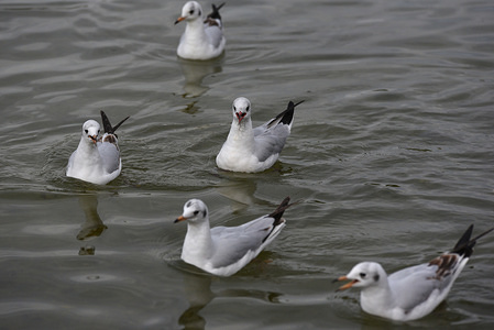 Black-headed gulls are seen on the lake of Pradolongo park in Madrid, where thousands of them spend the winter months, from November to February. In the last week, hundreds of gulls, most of them Black-headed gulls (Chroicocephalus ridibundus) and Lesser black-backed gulls (Larus fuscus), have arrived in Madrid from, probably, central and north of Europe.