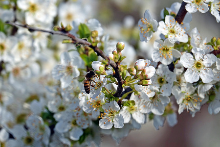 A bee is seen collecting pollen on the plum flowers in the Hevsel gardens near Diyarbakir. The World Cultural Heritage ecological Hevsel gardens in Diyarbakir are enlivened by spring flowers and butterflies,. About 200 different bird species and many animals live in the gardens, which are spread over an area between the Tigris River and the Diyarbakir castle. Hevsel gardens were included in the World Cultural Heritage List by UNESCO in 2015.