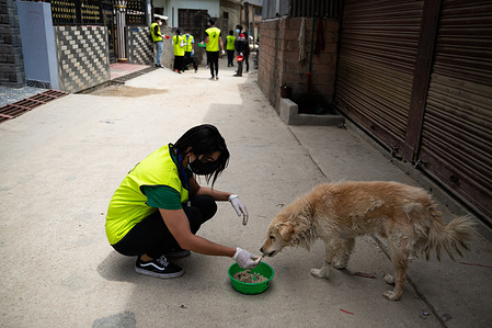 A Nepalese Youth Volunteer representing 'Animal welfare Nepal' feeds a stray dog during the 11th day of the Prohibitory order due to a Second wave of the Coronavirus disease (COVID-19) in Kathmandu.
Along with hitting people's lives harder, the ongoing nationwide lockdown imposed by the government to curb the spread of COVID-19 has made it difficult for street dogs to survive. As the street dogs used to depend on food given by locals, prohibition on people to step out of their houses has led the street dogs to starve to death.