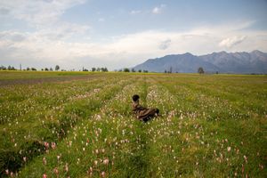SOPA Images - Gallery - Spring season in Srinagar, India