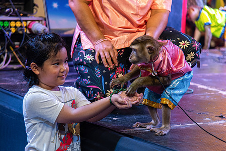 A monkey seen performing on stage with an audience during the "Prakit" monkey show at Talat Phlu market in Bangkok. The "Prakit" Monkey Show is a famous monkey show in Thailand, which is now difficult to find. The "Prakit" Monkey Show has been running for 50 years since 1975.