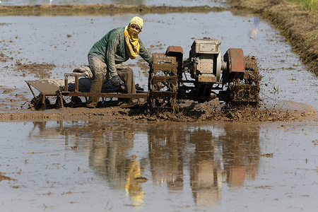 A farmer clears his rice field using motorized plough, instead of the traditional slash-and-burn method, in Nakhon Sawan province, north of Bangkok.