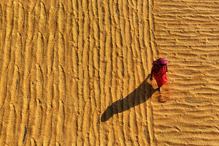 Female worker seen spreading out the Rice grains with her feet. Drying paddy grains is one of the most important steps before sending them to the Rice mill. By reducing the moisture level of the grain, the risk of bacteria is kept to a minimum for storage.