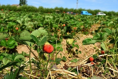 Strawberries for jam seen in a field at a producer's farm.