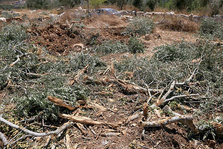 General view of the destroyed olive trees in the field after they were uprooted by Israeli army bulldozers in the village of Madama, south of Nablus in the West Bank. During military operations in villages across the occupied West Bank, the Israeli army has used bulldozers to uproot trees, citing security concerns that vegetation near settlements, military positions, and access roads could provide cover for attacks or obstruct surveillance. Palestinians and human rights organizations argue that these land clearances have also restricted farmers' access to agricultural land and facilitated the expansion of military infrastructure and Israeli settlements.