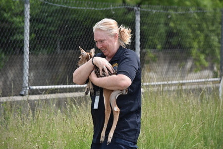 Animal control takes custody of the rescued fawn, that was stuck in bushes and branches. The Englewood Fire Department and Bergen County Animal Control successfully rescued a baby deer fawn that was stuck at the Overpeck Creek. The fawn was safely taken out of the branches and bushes. Animal Control took custody of the rescued fawn.
