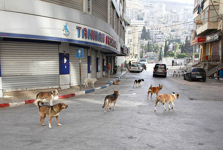 Stray dogs seen outside a shopping mall in the West Bank city of Nablus. Nablus' markets are experiencing a commercial recession due to the economic conditions caused by repeated Israeli military operations and the Israeli checkpoints at its entrances.