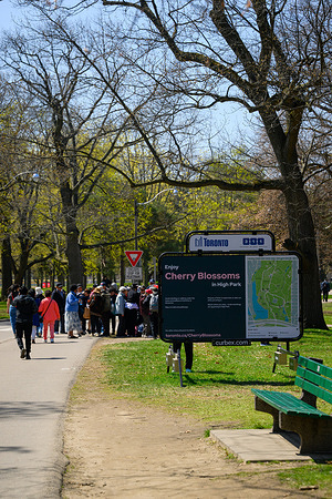 Visitors walk past informational signage at the Bloor Street West entrance of High Park as Sakura cherry blossoms reach peak bloom. The annual peak bloom attracts thousands of residents and tourists to the park's historic grove, marking a signature event in the city's spring calendar.