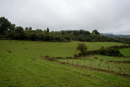 View of Limousin cattle grazing in a farm land. Limousin is a sparsely populated region on the southwest-central. It is well known for its agriculture, particularly cattle farming.