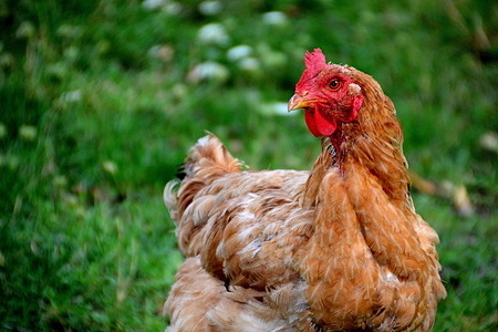 A close-up view of a hen in a meadow in Marseille.
46 French departments are considered to be at high risk of contamination by the avian flu virus.