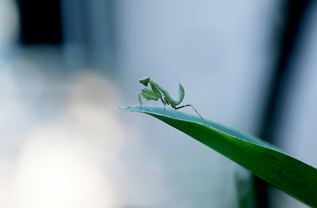 A praying mantis is seen on a leaf in Nakhon Sawan province, north of Bangkok.