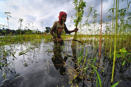 A farmer sorts out freshly harvested jute at Bortir Bill, a vast wetland surrounded by farmlands in the 24 North Parganas district. At Bortir Bill, a vast wetland in West Bengal's North 24 Parganas district, water lilies flourish across the water alongside jute farms. Harvested jute stalks are submerged in the wetland for retting, a traditional process that softens the stems so their strong golden fibers can be extracted by hand. The pink and white water lilies also provide an important aquatic habitat, while their edible stems are harvested by locals for traditional dishes and local markets.
