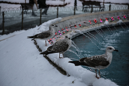 Birds are seen on the snowfall around the pond in front the Blue Mosque.