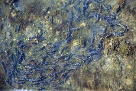 Fish migrate due to pollution and a lack of adequate clean water in the Tigris River. In the section of the Tigris River that flows through Turkey's Diyarbakir and Batman provinces, thousands of fish are seen migrating en masse toward cleaner areas due to pollution and a lack of adequate clean water. During the summer, heavy agricultural use, wastewater discharge, and garbage dumping contribute to falling water levels and increasing contamination. As a result, mass fish deaths have been observed in several parts of the river.