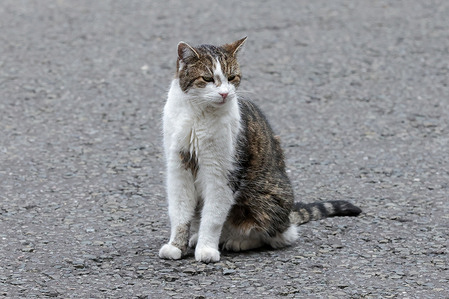 Larry, the Downing Street cat is seen ahead of the arrival of French President Emmanuel Macron.
