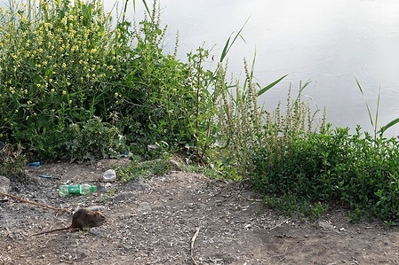 A mouse is seen feeding on garbage on the banks of the Tigris River. Due to the excessive pollution of water and the environment of Tigris, one of the largest rivers in the world passing through Turkey city of Diyarbakir, large mice appeared.