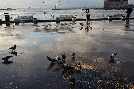 As cold weather sets in Istanbul, birds are seen eating food scattered on the ground along the Kadikoy coast.