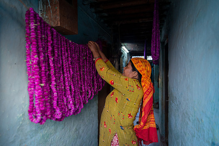 A woman arranges garlands made of globe amaranth flowers in Gundu village during Tihar festival preparations.
Also known as the festival of lights, Tihar (Deepawali) is a five-day festival in which various forms of animals are worshiped. The festival is also celebrated in honor of the Hindu goddess Laxmi, the goddess of wealth.